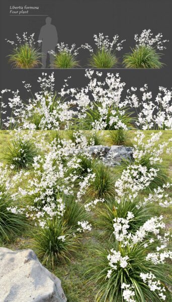 开满白色花朵的鸢尾科裂瓣兰植物花丛3D模型（MAX）