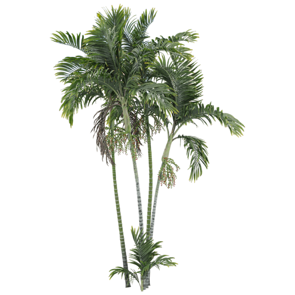 带果实的青棕棕榈树3D模型（OBJ,FBX,MAX）