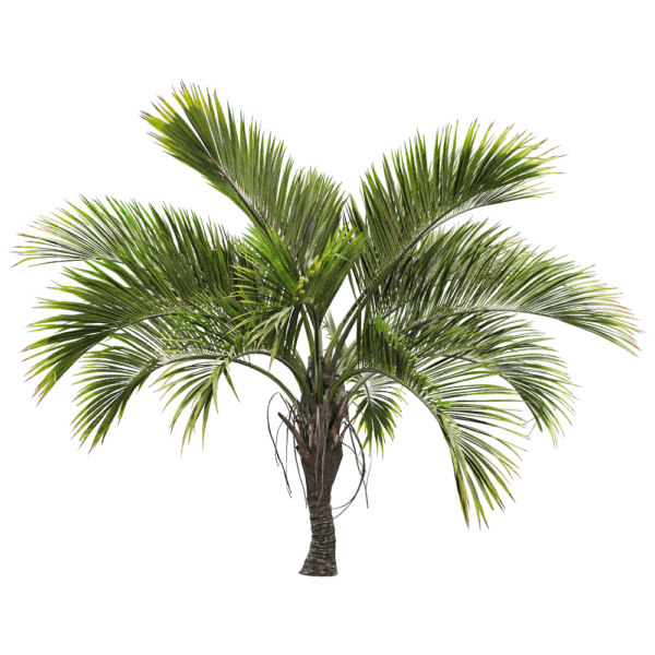 璎珞豪爵椰树3D模型（OBJ,FBX,MAX）