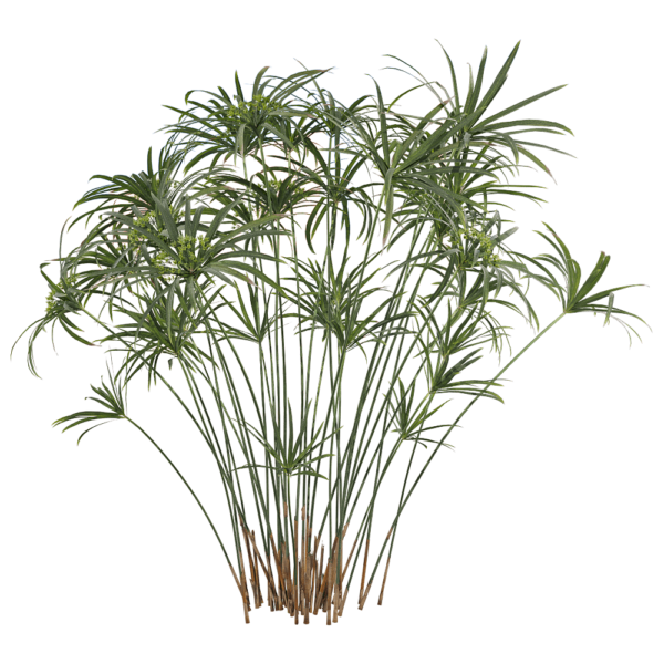 风车草 旱伞草3D模型（OBJ,FBX,MAX）