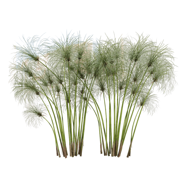 纸莎草植物3D模型（OBJ,FBX,MAX）