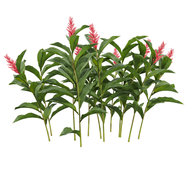 红花月桃植物 花丛3D模型（OBJ,FBX,MAX）
