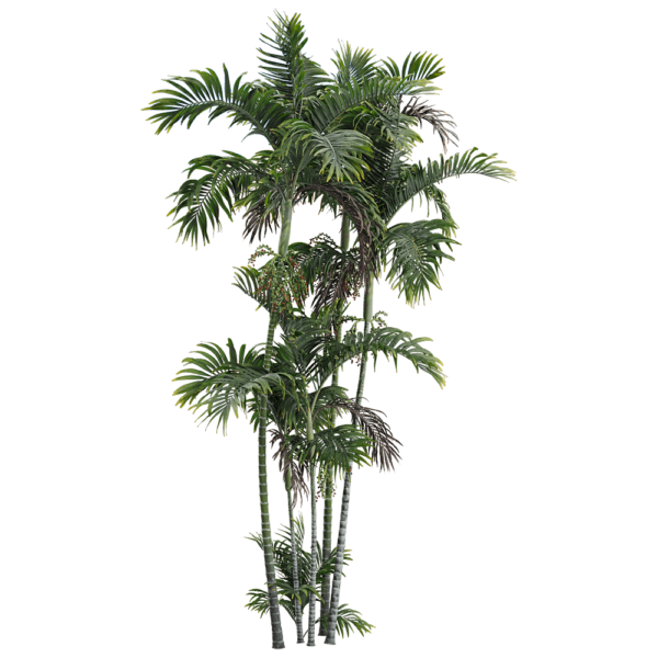 青棕 棕榈树3D模型（OBJ,FBX,MAX）