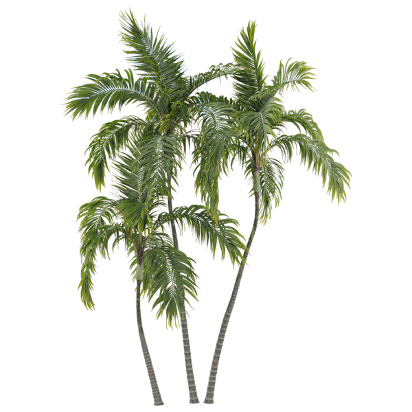 假槟榔 棕榈树3D模型（OBJ,FBX,MAX）