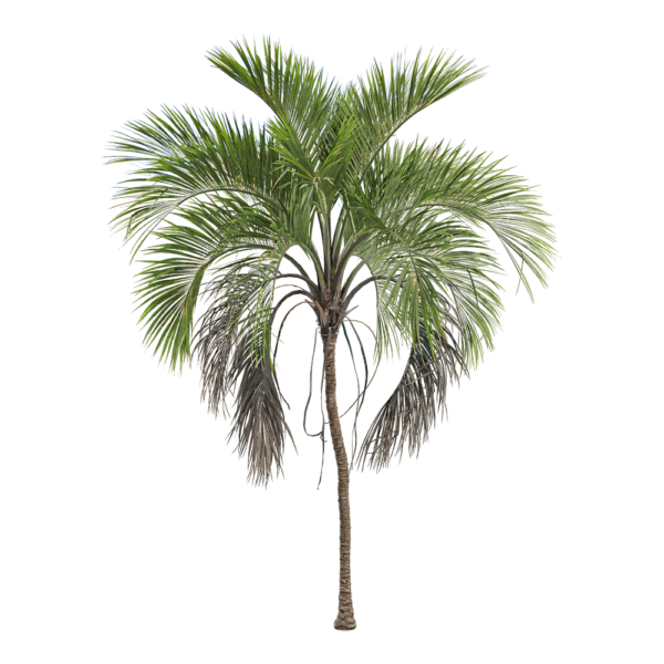 璎珞豪爵椰树3D模型（OBJ,FBX,MAX）