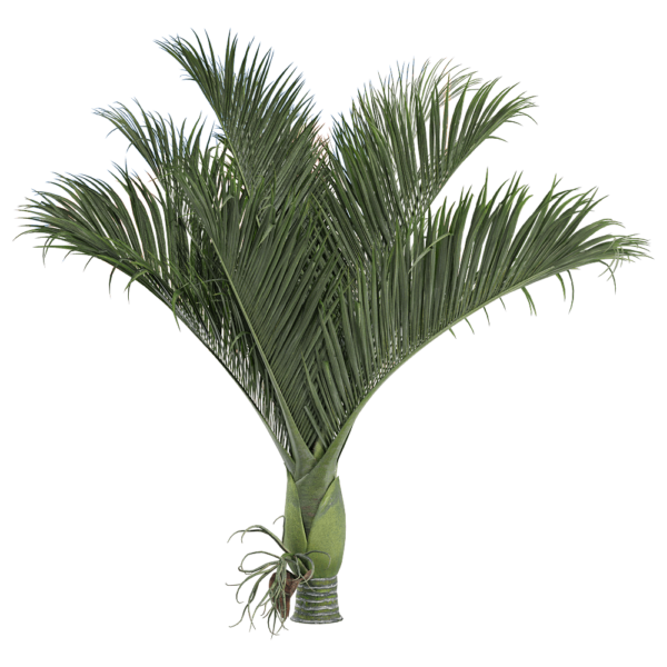 胡刷椰树3D模型（OBJ,FBX,MAX）