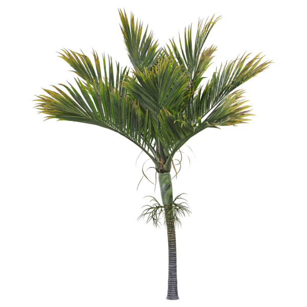 伞椰属棕榈树3D模型（OBJ,FBX,MAX）