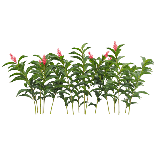 红花月桃植物 花丛3D模型（OBJ,FBX,MAX）