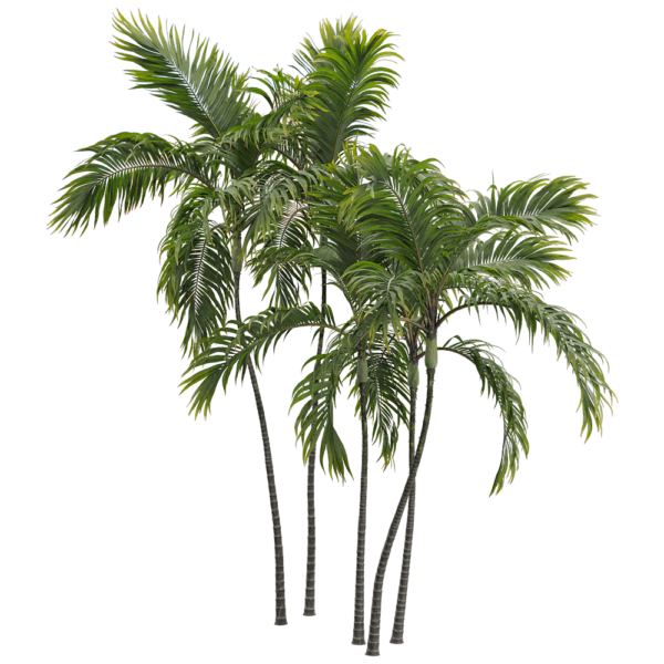 假槟榔 棕榈树3D模型（OBJ,FBX,MAX）