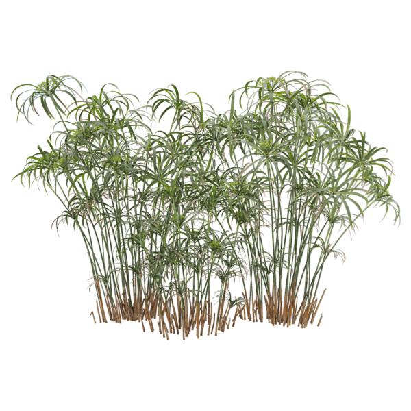 风车草 旱伞草3D模型（OBJ,FBX,MAX）