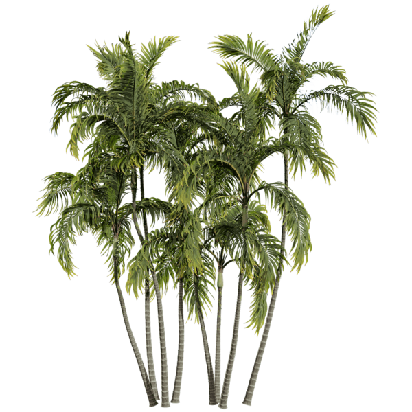假槟榔 棕榈树3D模型（OBJ,FBX,MAX）