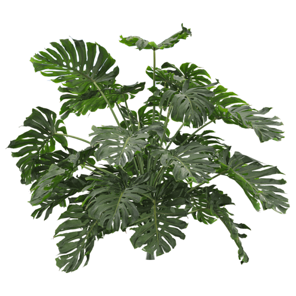 龟背竹植物3D模型（OBJ,FBX,MAX）