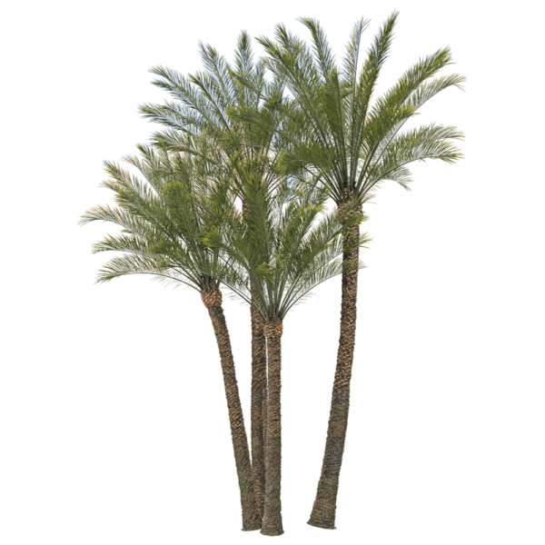 加拿利海枣树3D模型（OBJ,FBX,MAX）