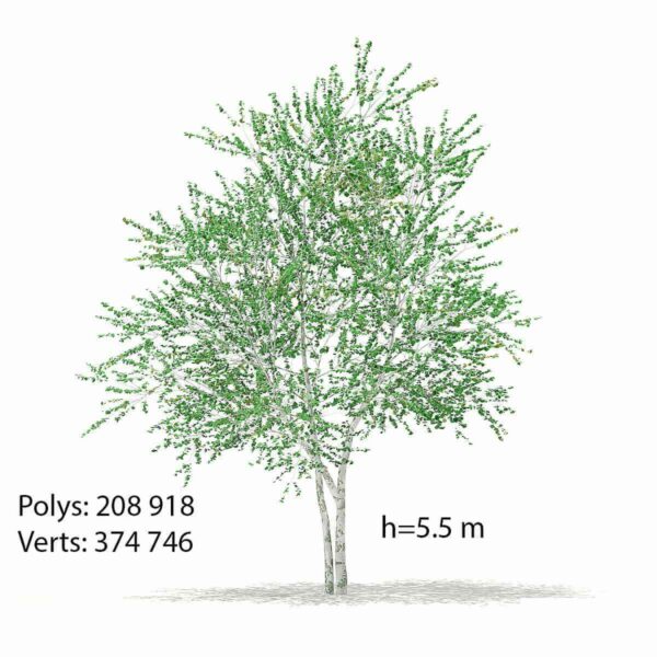 白桦树3D模型（OBJ,MAX）