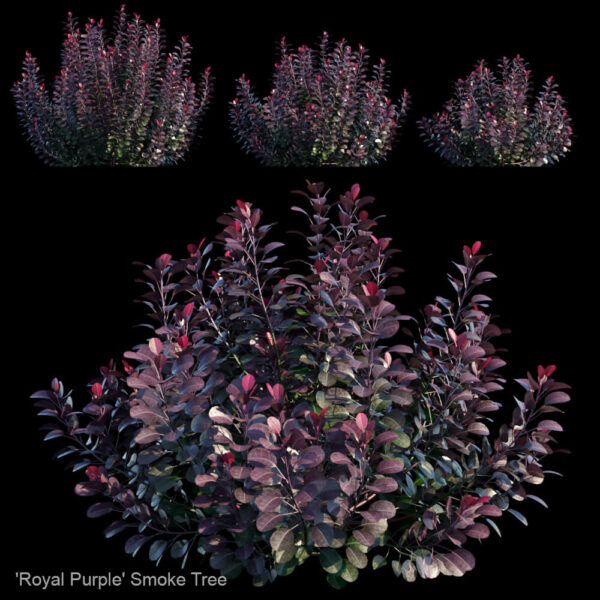 黄栌植物灌木3D模型（MAX）