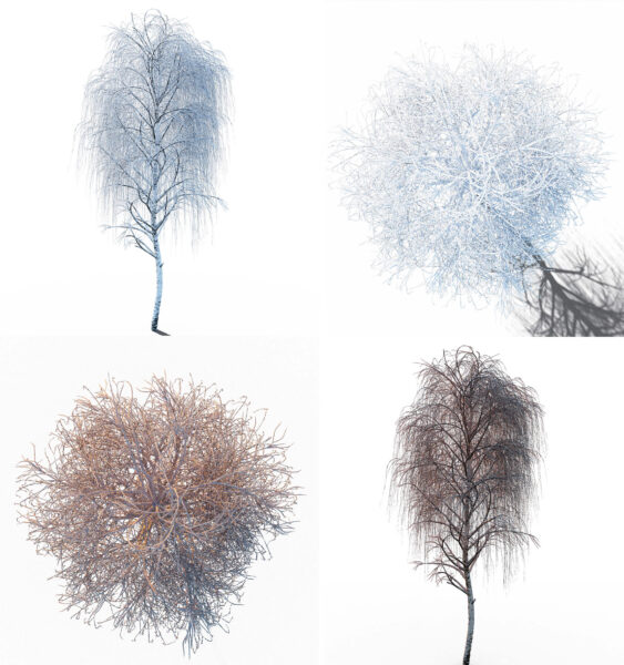 冬天的桦树3D模型（FBX,MAX）