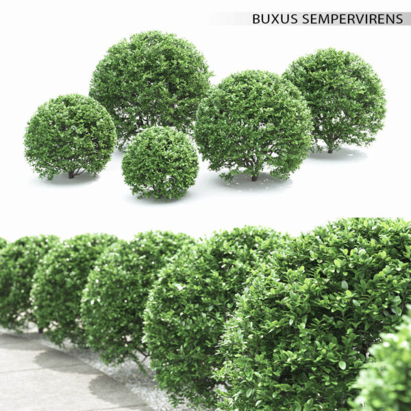 球形黄杨绿植灌木3D模型（FBX,MAX）