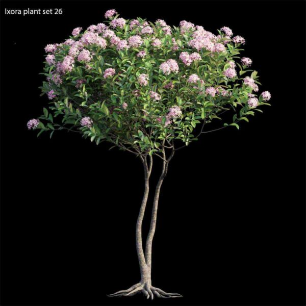 龙船花树3D模型（OBJ,FBX,MAX）