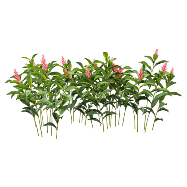 红花月桃植物 花丛3D模型（OBJ,FBX,MAX）