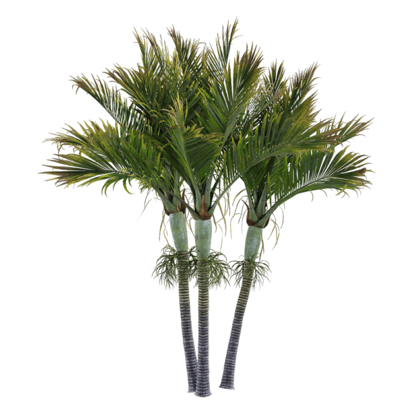 伞椰棕榈树3D模型（OBJ,FBX,MAX）