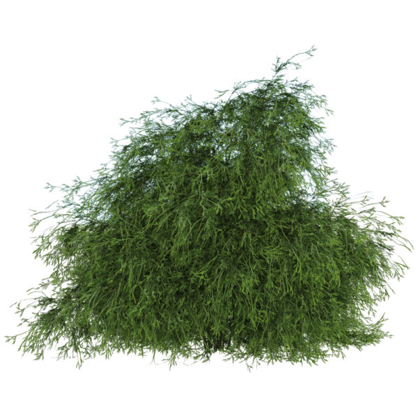 Filifera Aureai羽叶花柏植物3D模型（OBJ,FBX,MAX）