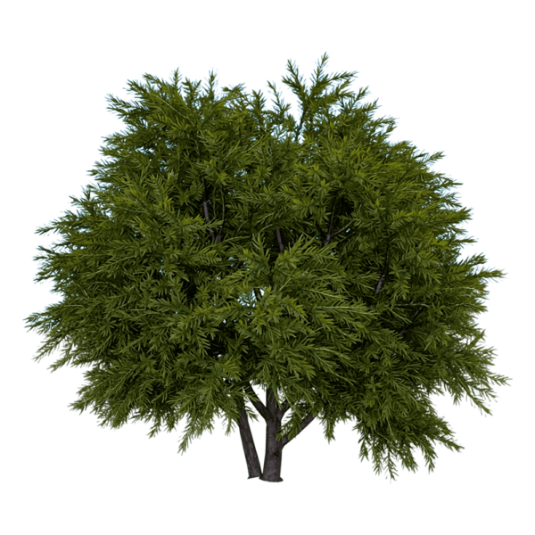 花柏树3D模型（OBJ,FBX,MAX）