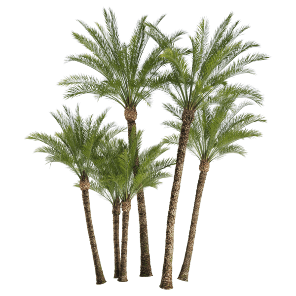 加拿利海枣树3D模型（OBJ,FBX,MAX）