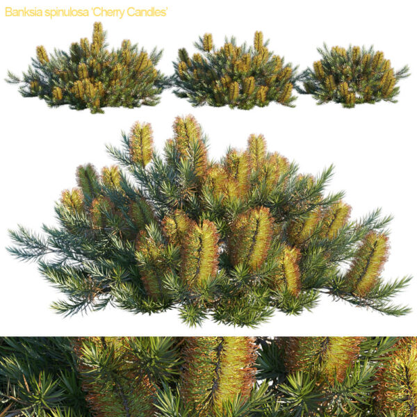 斑克木矮灌木花丛 地被植物花丛3D模型（MAX）