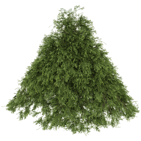 Filifera Aureai羽叶花柏植物3D模型（OBJ,FBX,MAX）