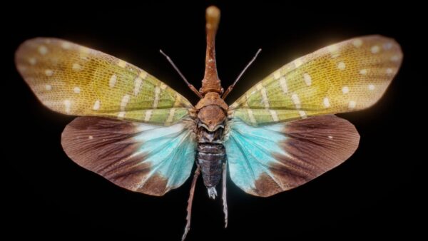 Pyrops Pyrorgyncha Borneo蝴蝶3D模型（OBJ,FBX,MAX）