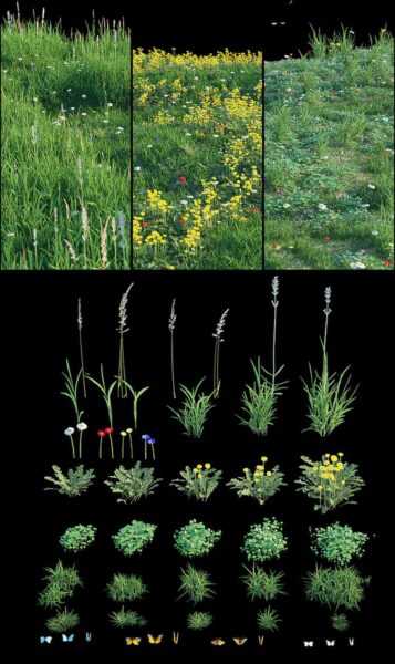 开满野花的草地3D模型（FBX,MAX）