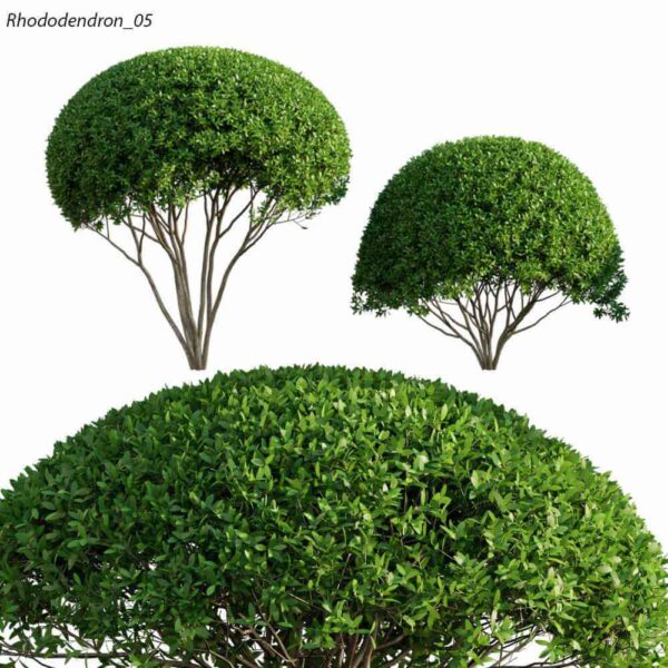 修剪的杜鹃植物景观树3D模型（OBJ,FBX,MAX）