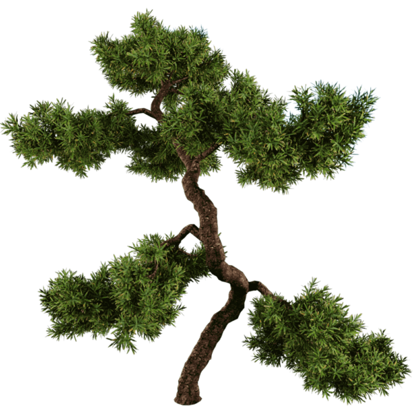 杜松 刺柏景观树3D模型（OBJ,FBX,MAX）