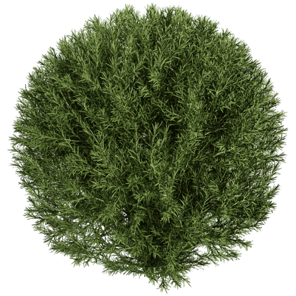 球形侧柏植物灌木 植物景观3D模型（OBJ,FBX,MAX）
