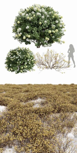 结香和绣球花丛 灌木植物3D模型（FBX,MAX）