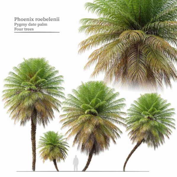 4棵软叶针葵棕榈树3D模型（FBX,MAX）