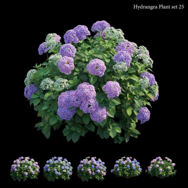 5种绣球花花丛3D模型（OBJ,MAX）