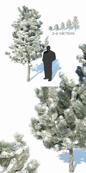 被雪覆盖的松树3D模型（FBX,MAX）