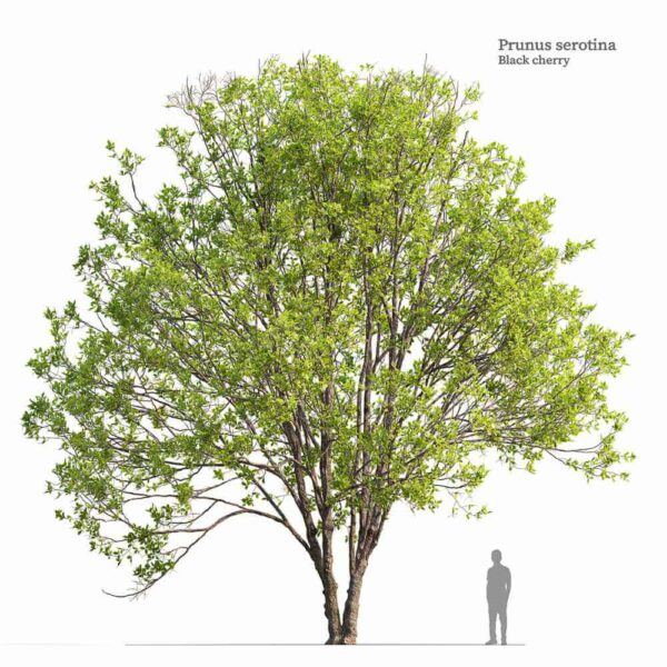 黑樱桃树3D模型（FBX,MAX）