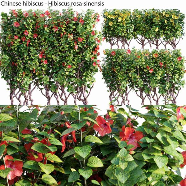 开红色花朵的朱槿植物树篱 彩叶扶桑植物灌木3D模型（OBJ,FBX,MAX）