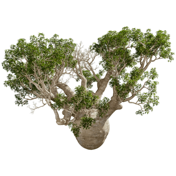 Adansonia Gregorii猴面包树3D模型（OBJ,FBX,MAX）
