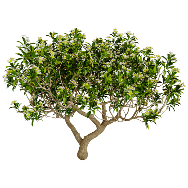 开黄色花朵的鸡蛋花树3D模型（OBJ,FBX,MAX）