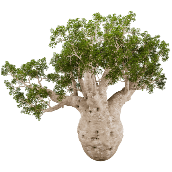 Adansonia Gregorii猴面包树3D模型（OBJ,FBX,MAX）