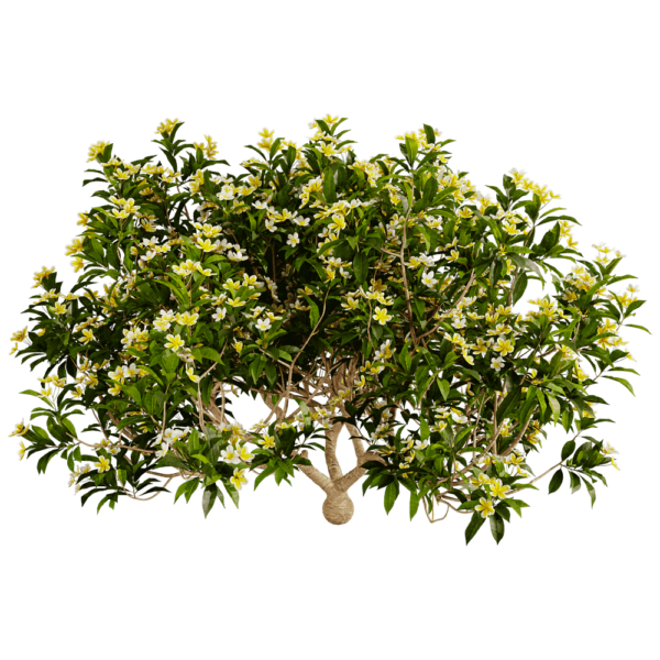 开满黄色花朵的鸡蛋花树3D模型（OBJ,FBX,MAX）