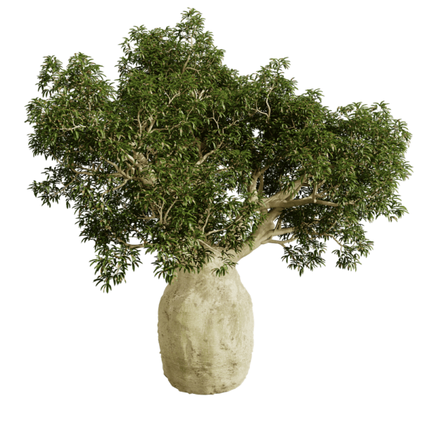 Brachychiton Rupestris瓶干树 瓶树3D模型（OBJ,FBX,MAX）