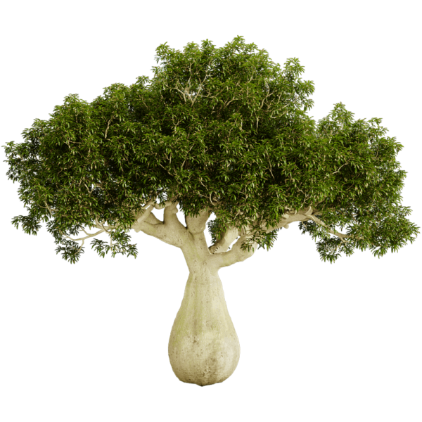 Brachychiton Rupestris瓶干树 瓶树3D模型（OBJ,FBX,MAX）