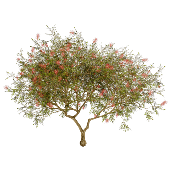 Grevillea Banksii开花的红花银桦树3D模型（OBJ,FBX,MAX）