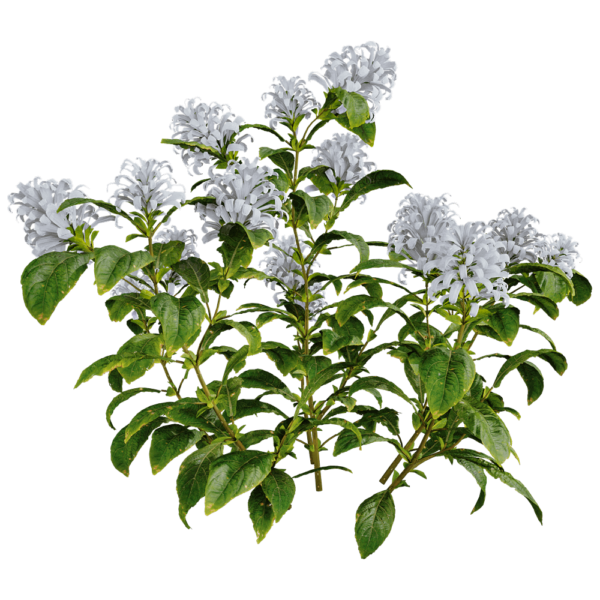 Cyrtanthera Carnea珊瑚花植物花丛 花枝3D模型（OBJ,FBX,MAX）