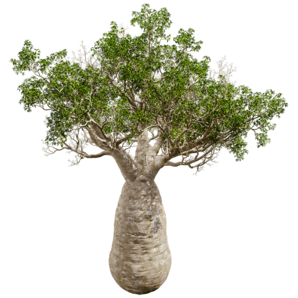 Adansonia Gregorii猴面包树3D模型（OBJ,FBX,MAX）