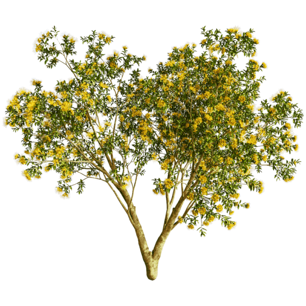 开满黄色花朵的Xanthostemon Chrysanthus金蒲桃树3D模型（OBJ,FBX,MAX）